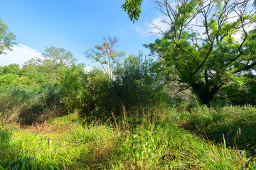 Arboretum of Paris city in the Vincennes wood