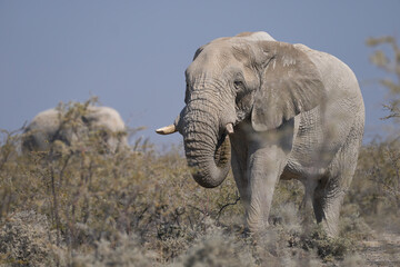 Large bull African elephant (Loxodonta africana) approaching a waterhole in Etosha National Park in Namibia.