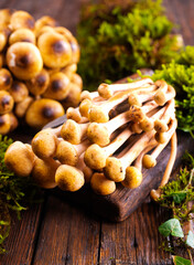 beautiful autumn honey fungus, raw mushrooms