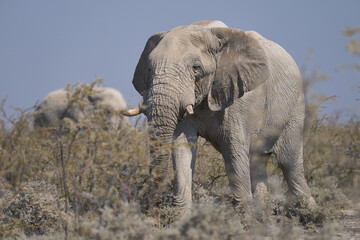 Large bull African elephant (Loxodonta africana) approaching a waterhole in Etosha National Park in Namibia.