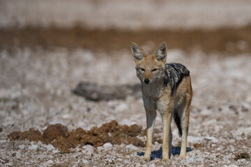 Black-backed Jackal (Canis mesomelas) approaching a waterhole in Etosha National Park, Namibia