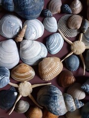 Variety of sea shells on the table