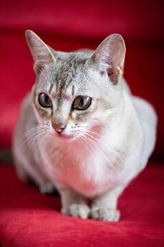 Portr&auml;t einer Singapura Katze