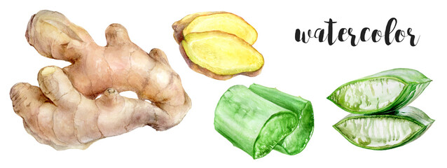 Stunning and Vibrant Watercolor Illustrations of Ginger and Aloe for Art and Design
