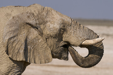 Large bull African elephant (Loxodonta africana) covered recently applied mud drinking at a waterhole in Etosha National Park in Namibia.