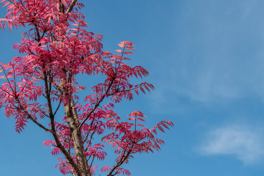 Cedrela sinensis or Toona sinensis with pink leaves against blue sky