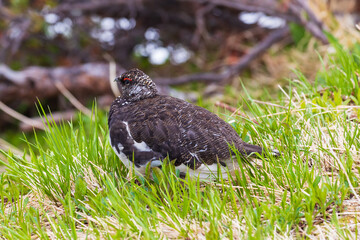 Obraz premium 日本の風景・初夏 立山黒部アルペンルート 残雪の室堂平 ライチョウ