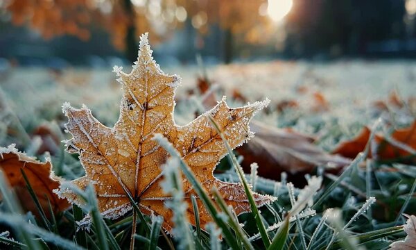 Maple leaf and grass covered with frost at the first frost