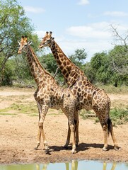 giraffe in the zoo