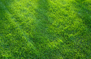 Green grass background. Green summer lawn with shadows. Trees shadows on bright green grass.