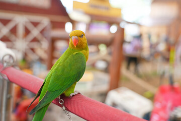 Obraz premium lovebird green opaline parrot standing on long bar.
