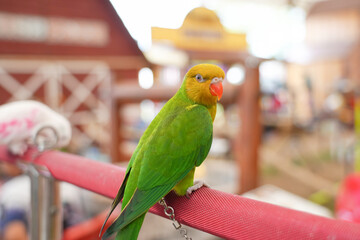 lovebird green opaline parrot standing on long bar.