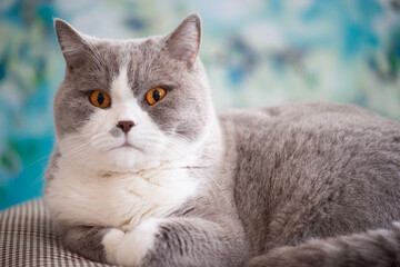 Porträt eines Britisch Kurzhaar Katers in der Fellfarbe lilac-white