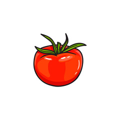  red tomato on a white background. Vegetarian food tomato in sketch style for packaging and prints. Doodle. 