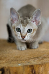 Porträt eines neugierigen Singapura Kitten
