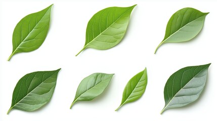 Fototapeta premium Leaves isolated photo on white background