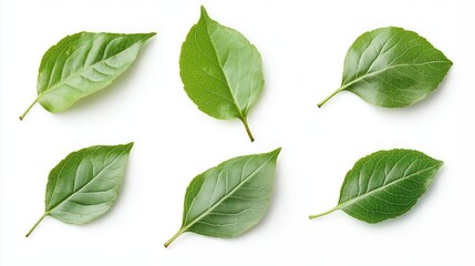 Naklejka premium Leaves isolated photo on white background