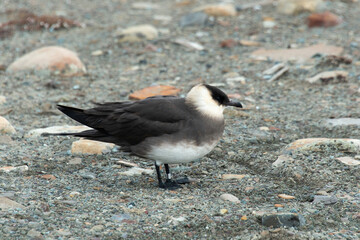 Labbe parasite,.Stercorarius parasiticus, Parasitic Jaeger