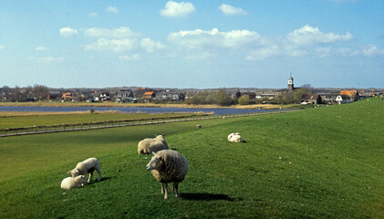 Fototapeta premium Mouton, race Texel. Ile Texel, Pays Bas