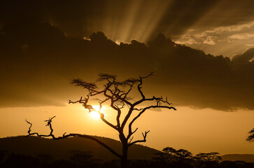 Naklejka premium Orage, coucher de soleil, Parc national du Serengeti, Tanzanie, Afrique de l'Est
