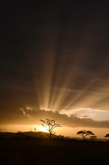 Fototapeta premium Orage, coucher de soleil, Parc national du Serengeti, Tanzanie, Afrique de l'Est