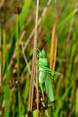 Grünes Heupferd // Great green bush-cricket (Tettigonia viridissima)