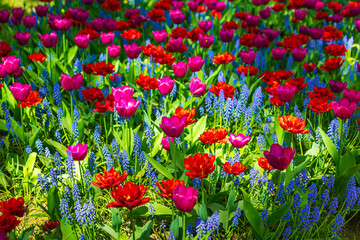 Red and purple tulips and blue muscari flowers blooming in the park.