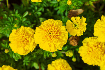 Obraz premium Bright orange marigold flowers in a botanical garden.