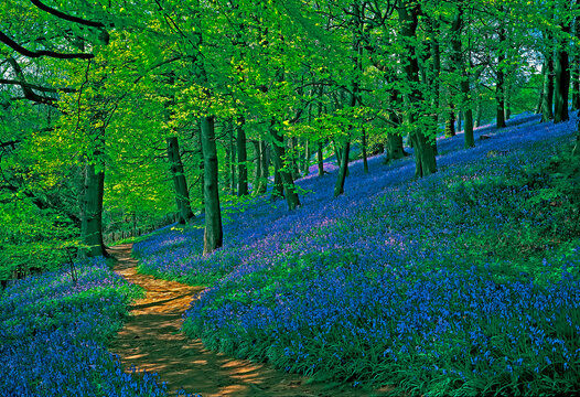 An iconic English Bluebell Wood flowering in spring in a woodland setting