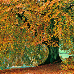 Common Beech Tree at Stourhead in Autumn colours