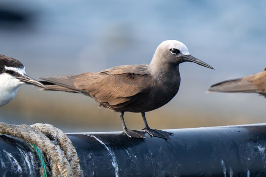Lesser or Sooty noddy (Anous tenuirostris) close up out at sea.