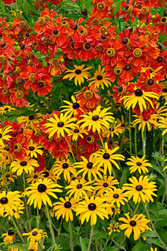 Close up of a garden flower border with colourful Helenium 'Moerheim Beauty' and Rudbeckia fulgida 'Goldsturn'