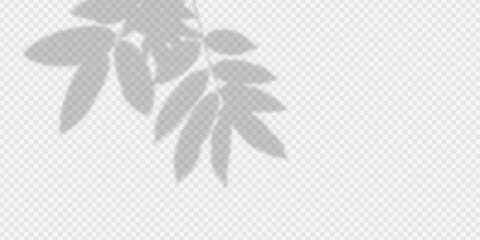 silhouette shadow leaf isolated on white transparent background