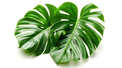 Monstera leaves leaves with Isolate on white background Leaves on white
