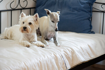 West Highland White Terrier und Whippet liegen auf dem Bett