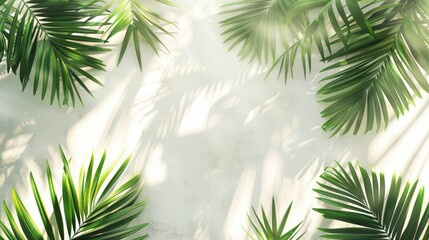 Obraz premium Coconut leaf from above background