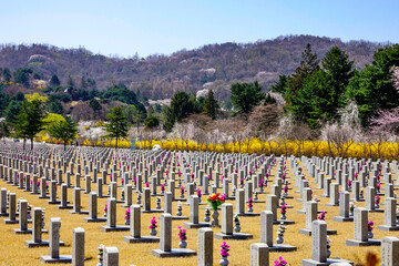 Dongjak-gu, Seoul, South Korea - March 30, 2021: Tombstones on grass in spring Seoul National Cemetery