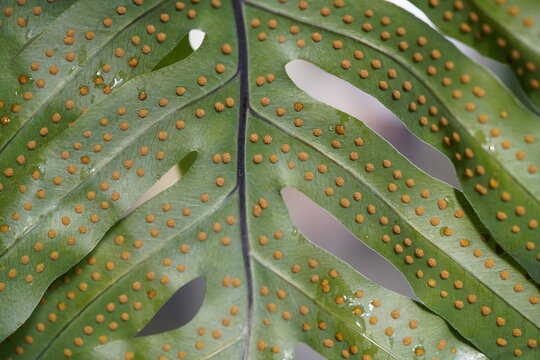 The golden spotted fern (Phlebodium aureum) is a plant species in the family Polypodiaceae. Native to tropical and subtropical regions of the Americas. Hanover Berggarten, Germany.