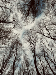 Forest sky in winter