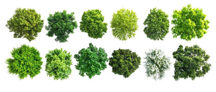 Top view, collection of tree tops showcasing various shades of green and foliage textures isolate on transparent background, png, cutout