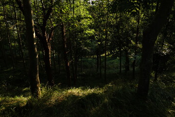Evening summer in the woods