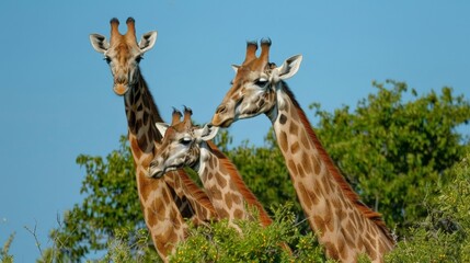 Fototapeta premium Graceful giraffes browsing treetops for food