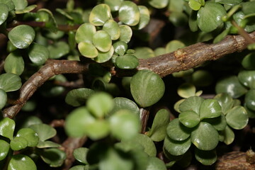 Portulacaria afra, commonly known as elephant bush, spekboom, or dwarf jade plant, is a succulent shrub native to South Africa, valued for its hardiness, carbon absorption, and ornamental appeal. © Jimmy