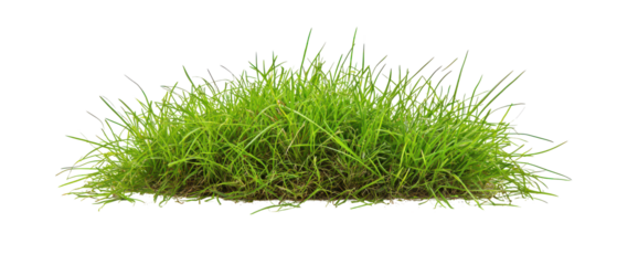 Lush green grass tuft with vibrant blades isolate on transparent background, cutout, png