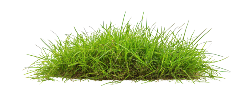 Lush green grass tuft with vibrant blades isolate on transparent background, cutout, png - Powered by Adobe