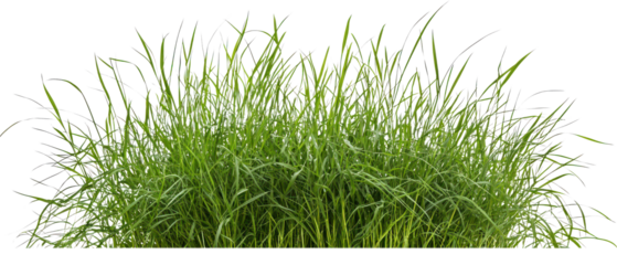 Lush green grass with vibrant blades, landscaping, gardening isolate on transparent background, png, cutout