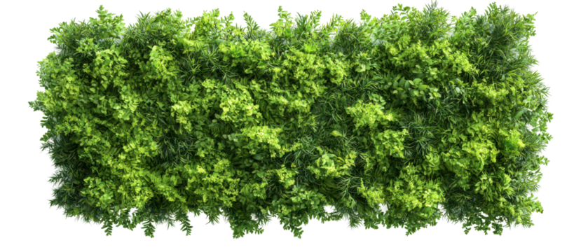 Top view, green hedge providing natural privacy and adding beauty to landscaping isolate on transparent background, cutout, png