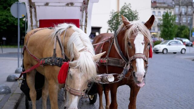Two Brown Horses Stand in a Team Harnessed to a Cart on a City Street. Excursion or horse-drawn carriage. Close-up, horses chewing. Working horses, animals. Blurred background. Tourism business.