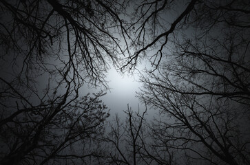 Dark silhouette of leafless branches against dark gray, sunless sky evokes sense of melancholy and depression. Overcast weather can lead to downturn in mood and other depressed mental states