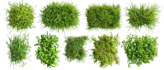 Top view, Set of lush green grass different textures and types for landscaping and gardening projects isolate on transparent background, cutout, png